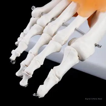 M17F 1: 1 Emberi Csontváz, Emberi Modell Közös Orvosi Anatómia Boka Szalag Anatomicall