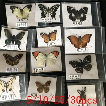 Természetes Igazi Gyönyörű Pillangó Példányok Hobbi DIY Képkeret, vagy Otthon Fali matrica DIY ect