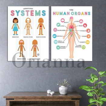 Emberi Anatómia Az Emberi Test Rendszerek Oktatás Nyomtatás Otthoni Tanulás Osztálytermi Wall Art Poszter Szervek Test Ábra Gyerek Anatómia