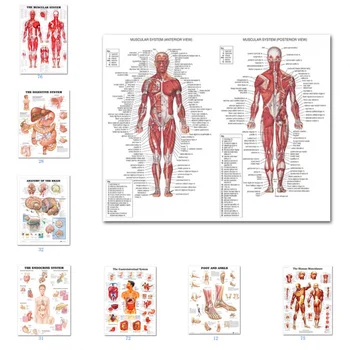 A tudomány Wall Art Izom Rendszer Emberi Anatómia Diagram Orvosi Oktatás Kellékek HD Olaj, Vászon Poszterek, Nyomatok, lakberendezés